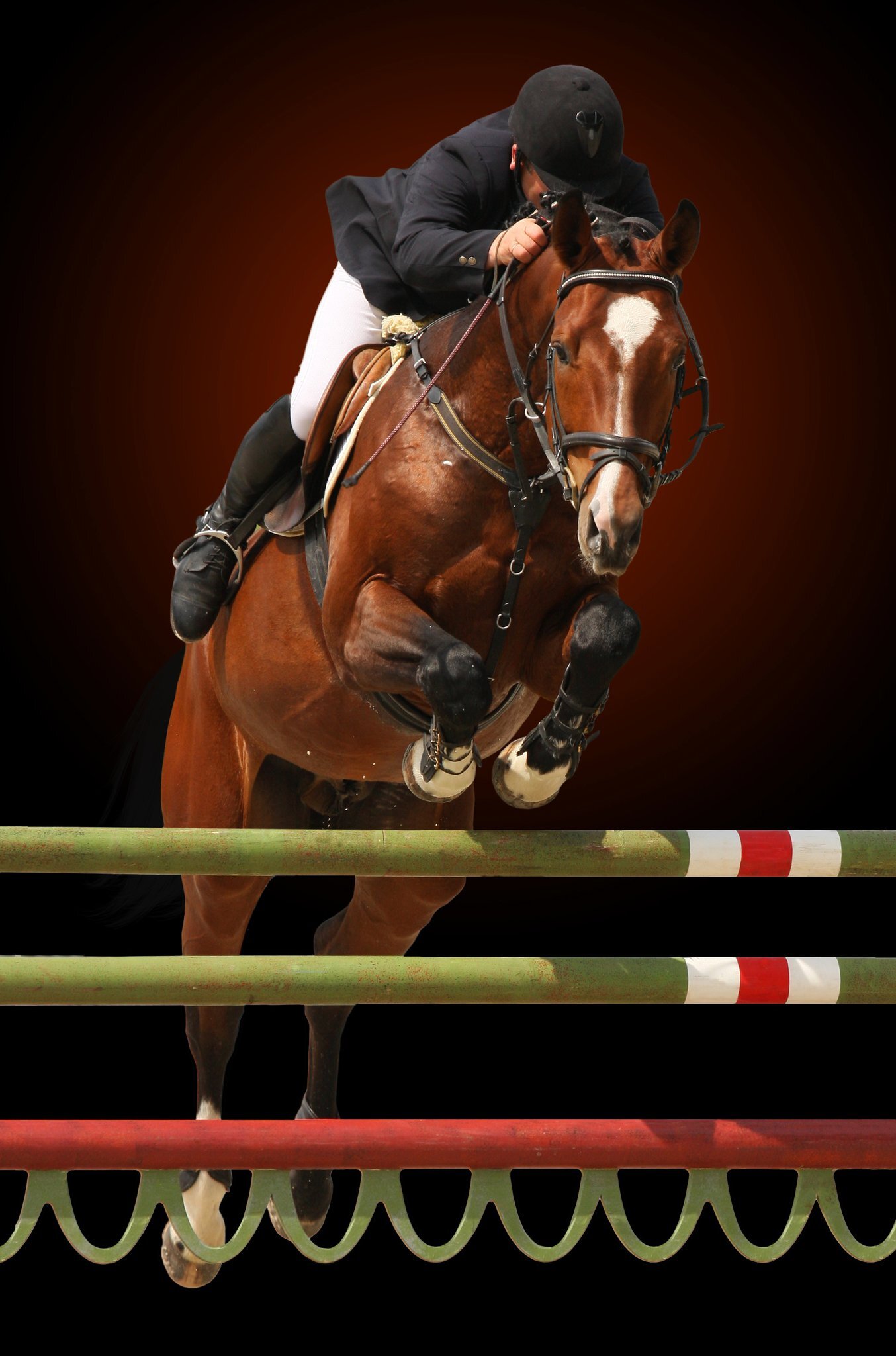 bolsporthorses's profile picture. owner bol-sporthorses
