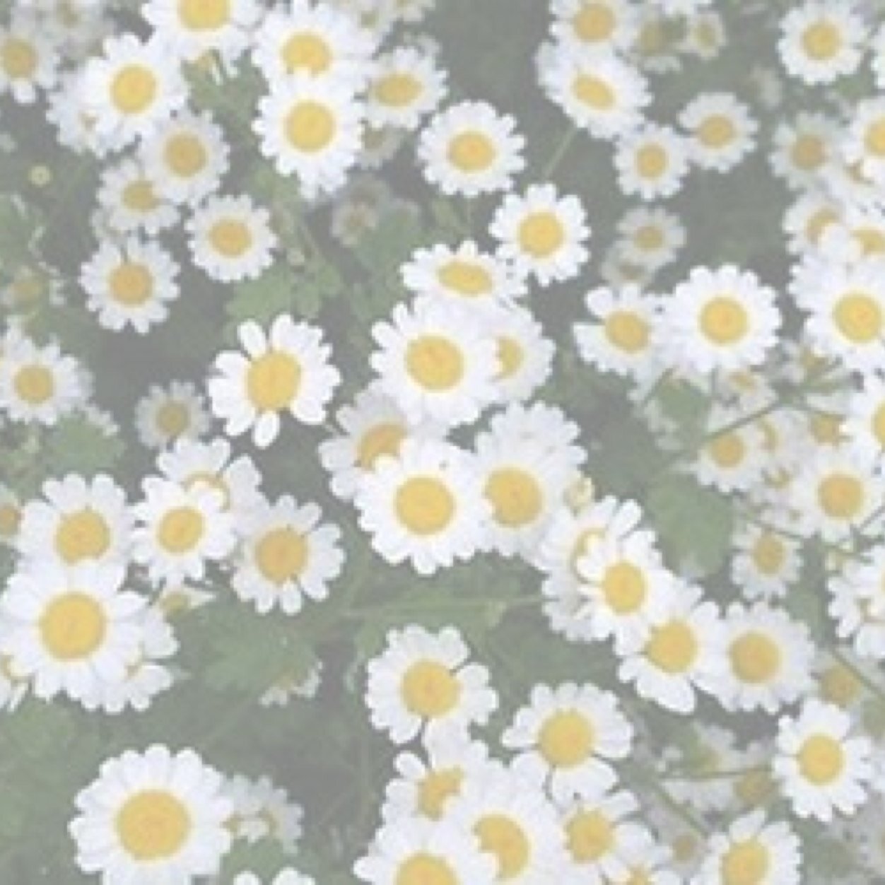 jellyfzsh's profile picture. youth // daughter