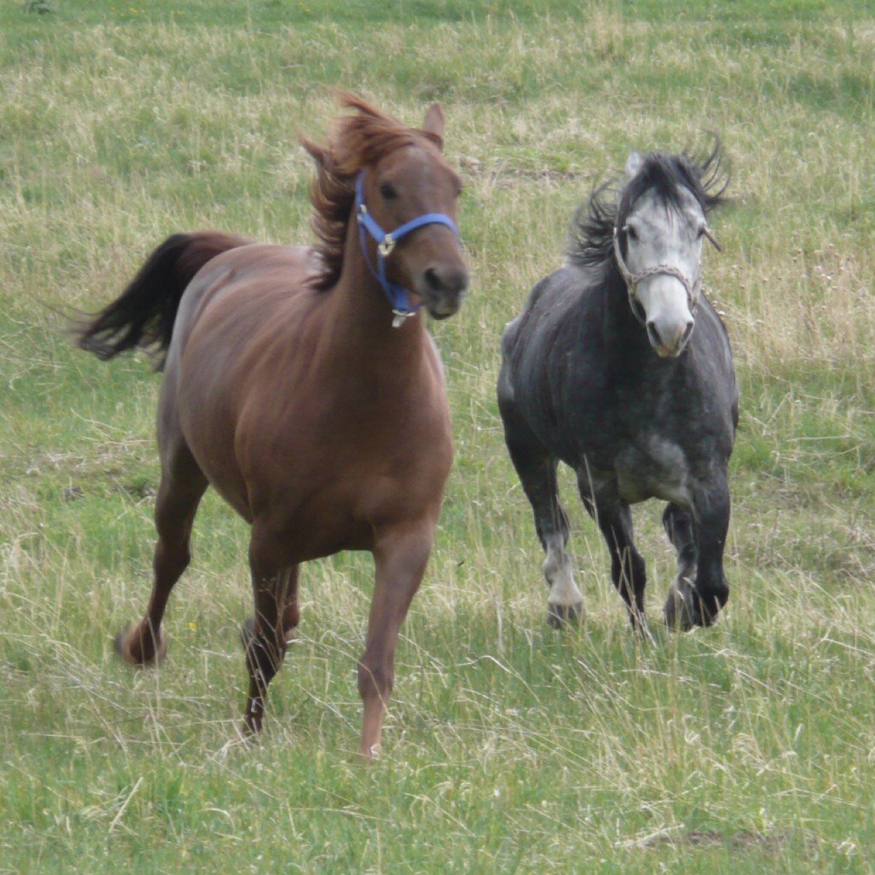 SabeyBrad's profile picture. Principal at Magrath Elementary School