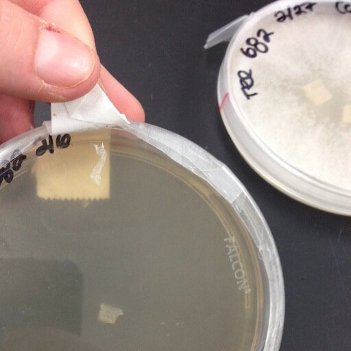 petmicrobe's profile picture. Yo, my name is Gus. I like to have fun, because I'm a #Fungi #FunGusLyfe #AGARlyfe