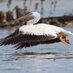 Graceful Pelican (@gracepellican) Twitter profile photo Graceful Pelican (@gracepellican) Twitter profile photo
