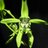 OrchidsLive's profile image