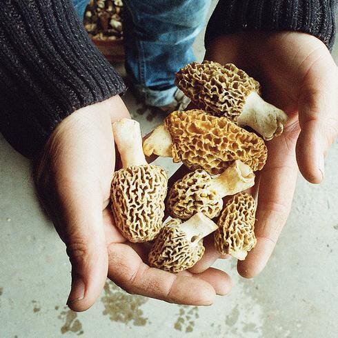 foraging web series - extended versions can be viewed on CBC Doc Channel