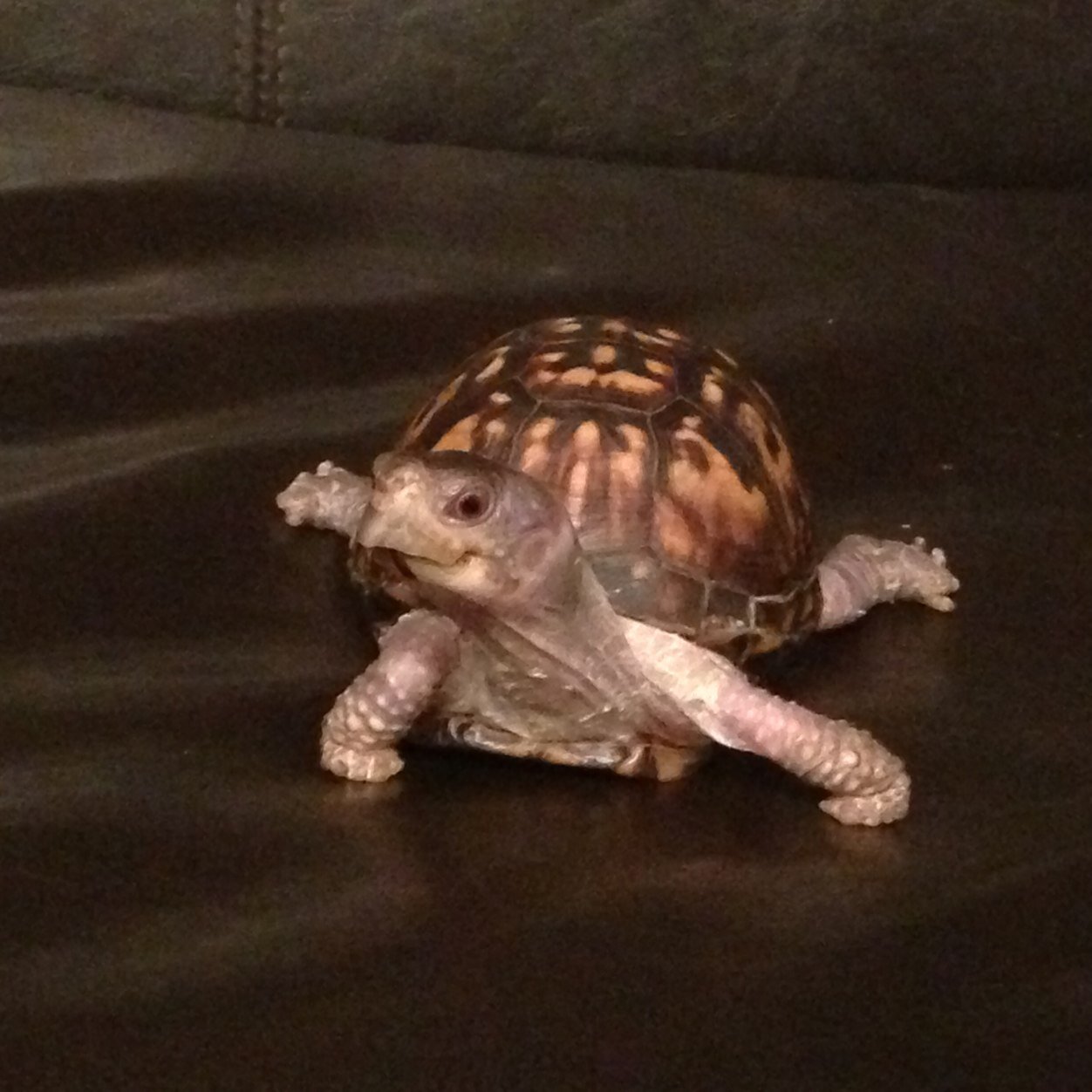 RjMac03's profile picture. 