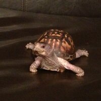 Rick James (@rjmac03) 's Twitter Profile
