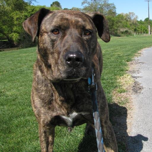 Molly is a Female Pit-Bull/ Lab mix who likes to go on long walks and play chase. Owner is @JustynSimon