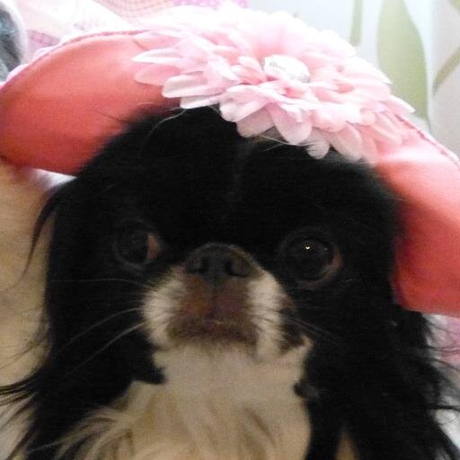 nybabu's profile picture. Rescued by Kenzie, Sage, Saru, Wyatt and Lyric!