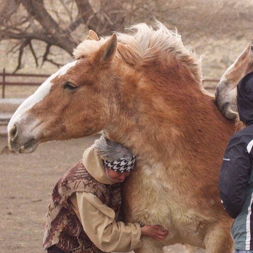 Draft Horse Sanctuary 501c3. Messages from the horses & life at the ranch! Operated by founder Dr. Deb Derr, D.C.