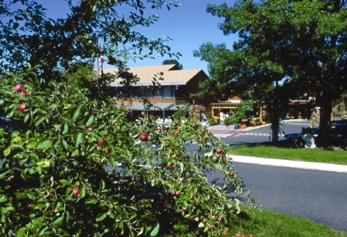 A New England Apple Orchard and Country Food Market nestled in an old country orchard against the scenic Holyoke Mountain Range in the historic Pioneer Valley.