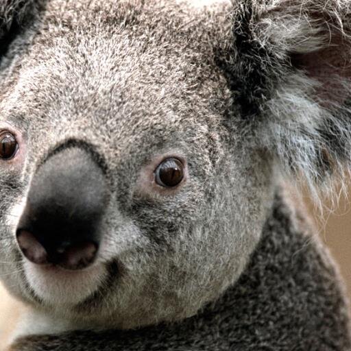 CookieWarriorGw's profile picture. subscribes to anyone who asks, ACEPTS FOLLOWERS