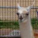 いく - @bee21tok - Twitter