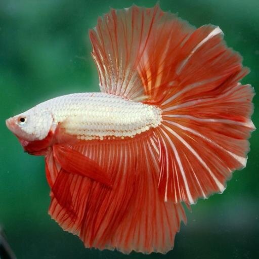 Beautiful pictures of amazing betta fish!