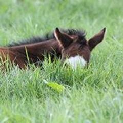 The Waikato Branch of the New Zealand Thoroughbred Breeders' Association.