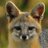 LeftGrayFox57's profile image