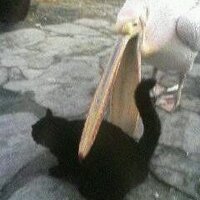 トンコツ (@ton5_2) 's Twitter Profile