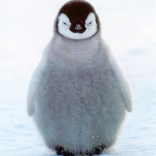 I am a penguin. There's no one else like me... Except every other penguin that you ever will see...

she/her, 18+