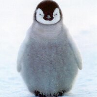 Random Penguin (@randompenguin) 's Twitter Profile Photo Random Penguin (@randompenguin) 's Twitter Profile Photo