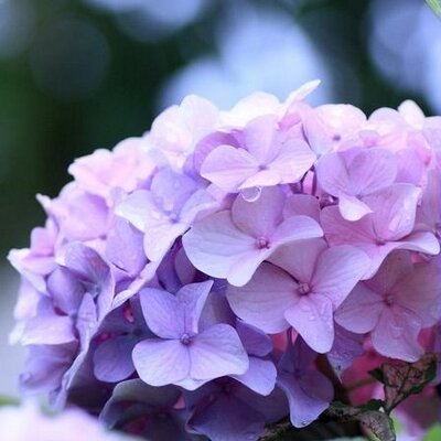 紫陽花