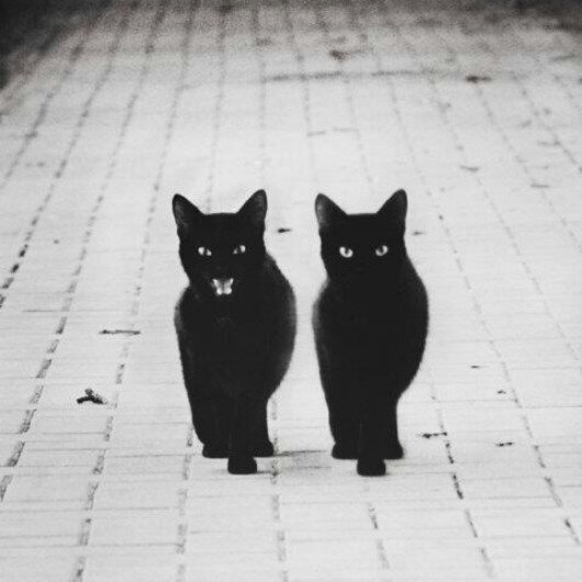 thatsucidalguy's profile picture. so what