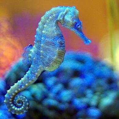 831_relax's profile picture. 831-687-9283
Guests & rental owners peace of mind is our goal. We help make vacation rental experiences effortless & relaxing. Premium Beach Rentals