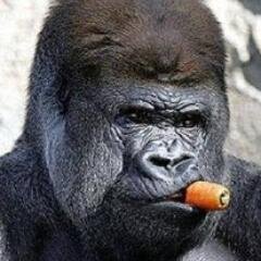 Activista pro DDGG (Derechos Gorilas). Guionista y actor en Maguila Gorila, Gorilas en la Niebla, Rampage y otros.