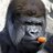 Gorillawestern's profile image