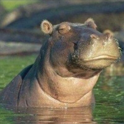 Sceptical Hippo