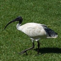 monikasharma214's profile picture. 