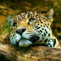 Susana Garcia (@sg637) 's Twitter Profile