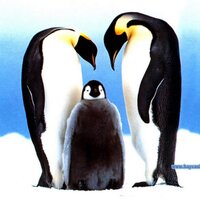 fbaskın (@cilerfatima) Twitter profile photo