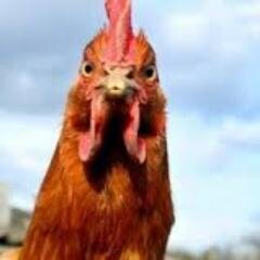 AntoineNigazz's profile picture. 