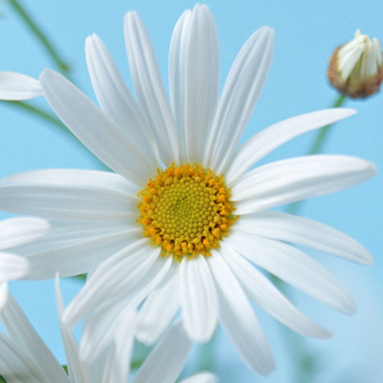 英才アカデミー デイジーキッズ ブログ更新しました 磁石っておもしろい ゲオマグ作品の紹介 T Co Riaf3npsd6 アメブロ Ameba Officialさんから ゲオマグ 磁石 タイファイター 幼児教室 幼児教育