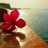 Boyar15's profile image