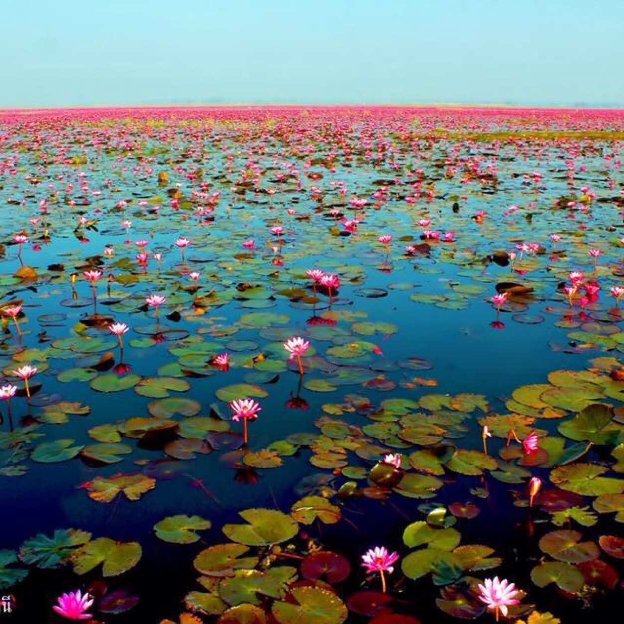 tomato567890's profile picture. 