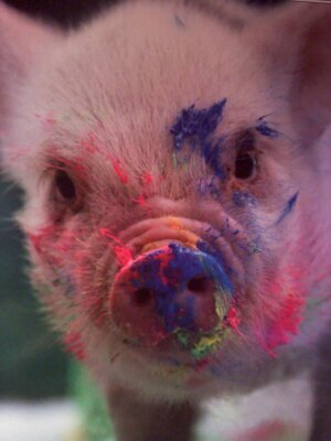 PigletVanGogh Profile Picture