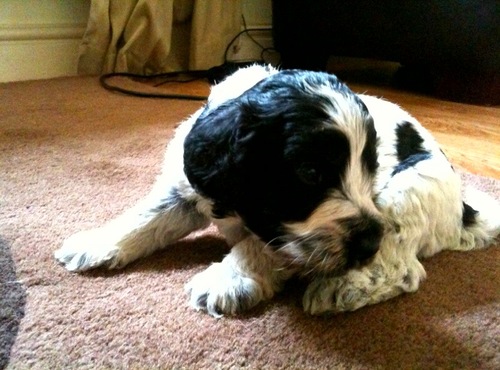 MacTheCockapoo's profile picture. I'm a gorgeous black and white cockapoo puppy about to move to the big city!