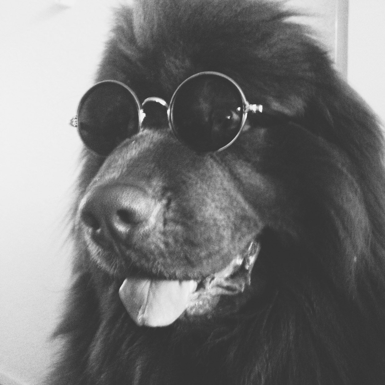 Coolest dog you will ever meet