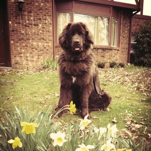 Hi, I'm Violet the Newfoundland. You probably found my page b/c we met me while I was out & about in the world. Please tag me in any photos we took together!