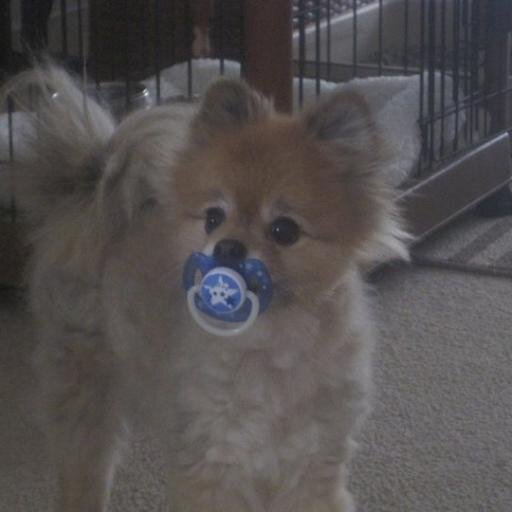 GinaDeJackmo's profile picture. Proud Parent