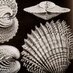 Shells and Pebbles (@shells_pebbles) Twitter profile photo