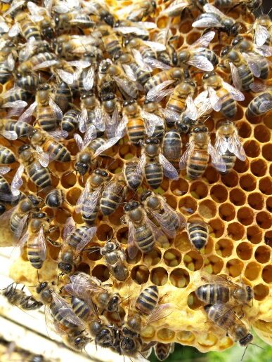 Beekeeping on the Isle of Wight.