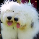 dick blair - @sheepdogsx3 - Twitter