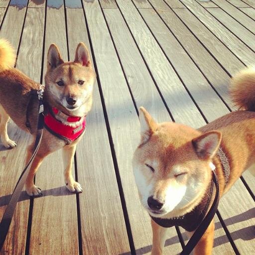 puppypiranha's profile picture. This profile is owned by Sumo (+Sofi). I had a black & tan sisfur named Kicho, who has departed for the Rainbow Bridge on 1/1/12. We love and miss her so much.