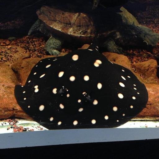 Darkness758s's profile picture. Mother, Wife, Vegan, Runner, Nerd, Burrito Lover