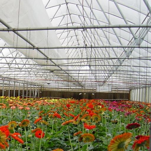 Greenhouse design & technology. I work at @StuppyInc