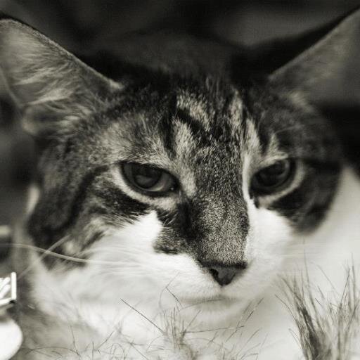 ancare4's profile picture. 