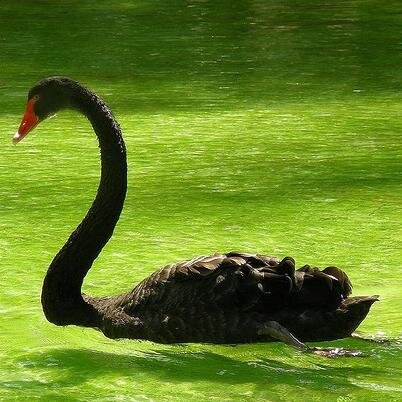 An analogic swan, sometimes hisses to people. Love peace, tranquillity and quiet ponds without trolls. Happily fiancè, few friends but true, Christian.