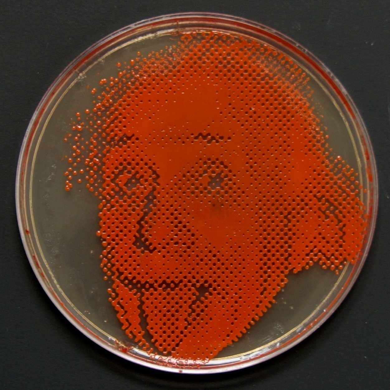 I am a microbiologist and artist. Using scientific methods I work to create art about the beauty and poetry of science.