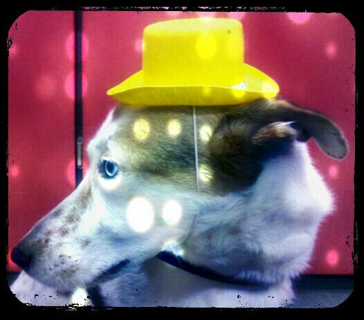 vielseitig interessiert, immer skeptisch, most problems occur from getting somebody wrong, Physik, Pferd, Hund...und und und...