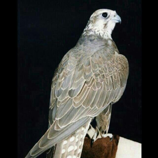 تابعني ...،وعد اتابعك بروب هلالي وعشقي القمه♥♥☺.        اخواني جوالي الحين مايضيف ابي اصلح المشكله دي ولي يضفني لا يحذفني انشالله اصلح المشكله واضيفه